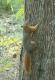 Mammals: Persian Squirrel - Southwest Turkey (Sciurus anaomalus)